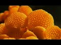 documental selva tropical el secreto de la vida