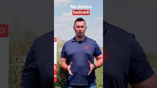 Zdrowa łodyga – podstawa wysokiego plonu rzepaku