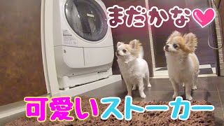 お風呂に入る飼い主と片時も離れたくない犬が何度も何度も様子を見に来る姿が可愛すぎました💖