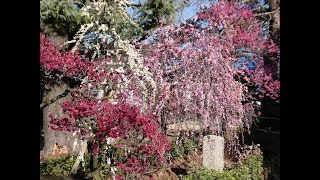 ３分間で早わかり！　梅と猿と道明寺天満宮「梅まつり」