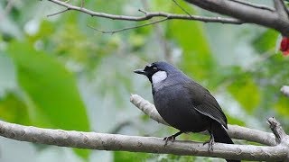 Best White-Crested Laughing thrush bird songs ||  1hr  Relaxing Nature sounds