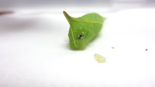 蛹の寄生虫除去-03 / Removal of parasitoid larvae from chrysalis-03