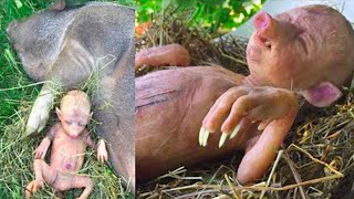 Farmer's Pig Gives Birth To Human Baby, He Takes A Closer Look And Starts Crying