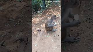 దెబ్బ తగిలిందా రా చూద్దాం దా #animals #monkeyscreations #funnyanimal #creativemonkey #youtubeshort