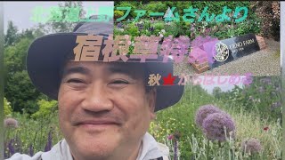 初めてのガーデニング‼️🌹秋🍁から冬にかけて🎵上野ファームさんに学ぶ宿根草特集‼️🌹Ueno farm perennial special!