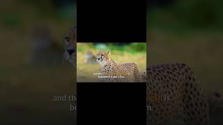 Fastest Animal Cheetah in the world