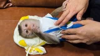 Good news,,,,, for baby monkey Tina when mom brought Tina back and took good care of her