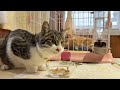 なかよし猫さんたちの朝ごはん【24年12月22日その2】