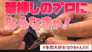 【多肉植物】【ガーデニング】葉挿しのプロになる⁉️    多肉大好き！なりちゃんパパ　多肉奮闘記その167