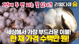 한 채 가격 수백만 원! 세상에서 가장 부드러운 이불의 모든 것 | 리얼다큐 숨