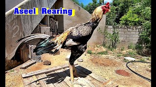 வெற்றுக்கால்  சண்டை சேவல் வளர்ப்பு முறை | About Aseel and Aseel Rearing