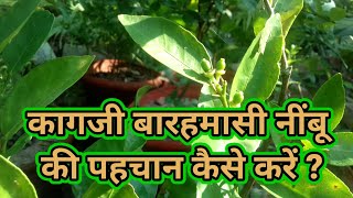 कागजी बारामासी नींबू की पहचान कैसे करें ? || All Time Lemon Plant