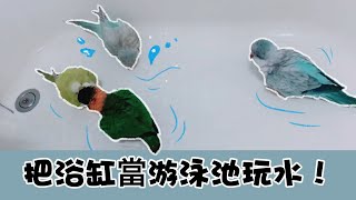 【Apple】和尚鸚鵡在浴缸洗澡！Quaker parrots take bath in the bathtub!#quakerparrot #和尚鸚鵡