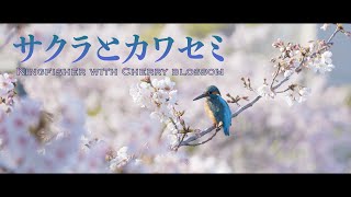 【4K映像】「サクラとカワセミ」美しい野鳥と日本の風景