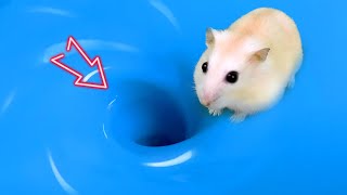 🌊🐹 Hamster Maze Whirlpool - Hamster maze pets 😱 #mazediytrap