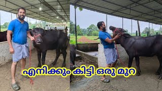 എനിക്കും കിട്ടി ഒരു മുറ പോത്തിൻ കുട്ടിയെ, ഏറ്റവും വിലക്കുറവിൽ മുറ ഇനി എറണാകുളത്തും