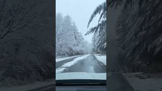 The Most Stunning Winter Forest Drive Ever Filmed! #snow #roadtrip #nature #life #winter