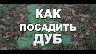 Как посадить дуб или вырастить дубовую рощу своими руками