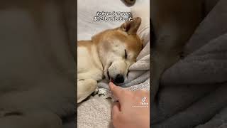 柴犬の舌引っこ抜いてみた