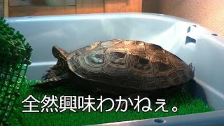 【クサガメ】もじおの和室完成