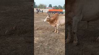 LIEH HEH VS SYANG MOOKYNDUR IADAW MASI TODAY | IATUR MASI #shorts #cow #bull