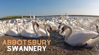 Abbotsbury Swannery - A beautiful place to visit in Dorset, England | Space Intel