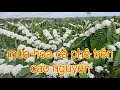 Mùa hoa Cà Phê// Nông Nghiệp HD