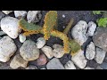 info over de winterharde schijf cactus vijgen cactus opuntia aciculata cactussen in cactus garden