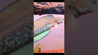 Top 6 Most beautiful Channa Fish- Best Amazing Snakehead Fish high collection