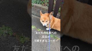 コーギー、友だちの名前を聞いて、キョロキョロと探す #corgi #dog #コーギー #コーギー犬 #いぬのいる暮らし