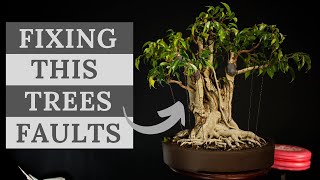 Watch the Magic Happen: Ficus Bonsai Transformation Like Never Before