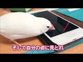 【文鳥2才3か月⑩】昨年の未公開動画 放鳥中に謎の物体に遭遇する3代目文鳥ピーちゃん さえずり多めです癒し系動物 java sparrow