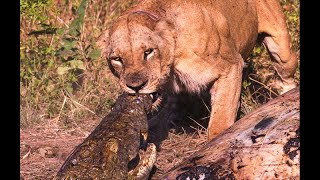 LIONS ATTACK CROCODILE/ ANIMALS PLANET