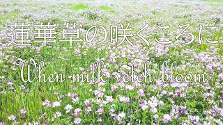 蓮華草の咲くころに【osmo pocket】When milk vetch bloom in spring