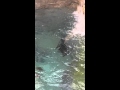 Tennessee Aquarium river otters 4.2.15