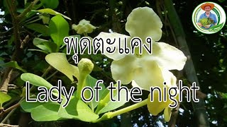 aquaganic farm ตอน พุดตะแคง Lady of the nigh