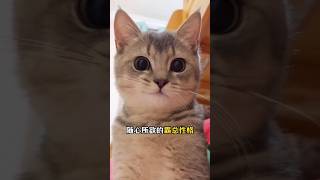 猫咪眼睛颜色揭秘：性格各不相同。＃猫咪眼睛＃猫咪性格＃新手养猫＃养猫知识＃养猫日常＃养猫经验＃科学养猫＃养猫人＃养猫经验分享＃宠物＃萌宠＃猫咪＃cat＃宠物日常＃宠物知识＃分享养宠经验＃猫咪的迷惑行为