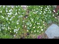 potager garden tour april 2021 kitchen garden lemon lane cottage