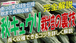 秋キュウリ栽培の裏技（失敗する原因を分かりやすく解説！あっと驚くコツを伝授！晩秋まで長期収穫）