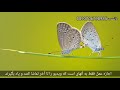 چراغ برکتی برای آسیب جادو بندش و رجعت جادوی سیاه اعمال صالحین