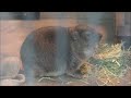 夢見ヶ崎動物公園散歩 2021年12月17日 yumemigasaki zoo