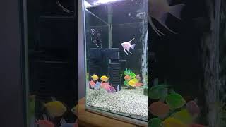 angel fish with glow fish tetra #shorts