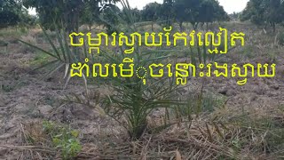 Ep 46: ស្វែងរកដៃគូទិញស្វាយកែវល្មៀត | Find a partner to buy mangos | Maline Long