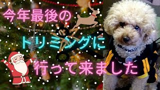 今年最後のトリミングへ行って来ました✄🐕