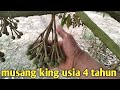 durian musang king usia 4 tahun berbunga lebat