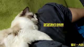 布偶猫小糖有多粘男主人？女主人看完受不了了！