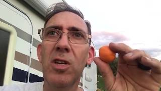 Calamondin Citrus Fruit Taste Test Calamansi