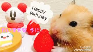 【キンクマハムスター＊うにくん】2歳の誕生日記念動画