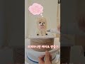 강아지케이크 petcake 케이크꿀팁 pomeranian 포메라니안 shorts