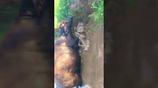 scene in the Buffalo Animal Canal views“buffalo run